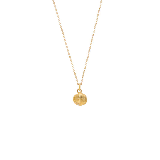 Gold Baby Cockle Shell Necklace